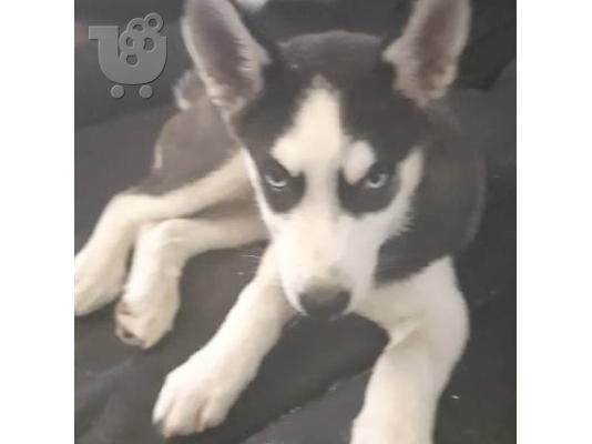 PoulaTo: Καθαρόαιμο σιβηρικό χάσκυ κουτάβι - Pure-bred siberian husky puppy